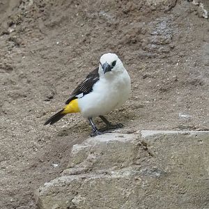 White-headed buffalo weaver (Dinemellia dinemelli), 2023-07-02