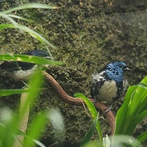 Turquoise tanagers, juvenile and adult (Tangara mexicana mexicana), 2023-07-02