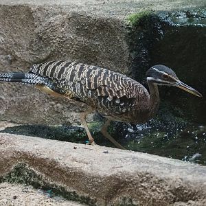 Sunbittern (Eurypyga helias), 2023-07-02