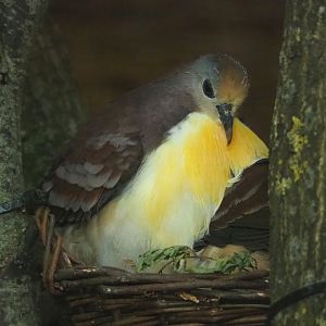 Cinnamon ground dove (Gallicolumba rufigula), 2023-07-02