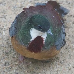 Bartlett’s bleeding-heart pigeon (Gallicolumba crinigera), 2023-07-02