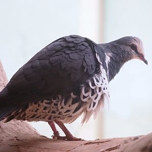 Wonga pigeon (Leucosarcia melanoleuca), 2023-07-02