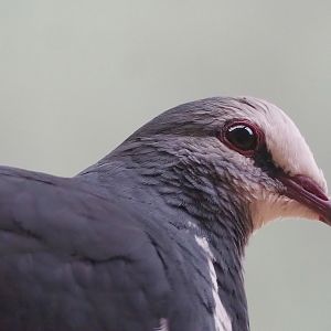 Wonga pigeon (Leucosarcia melanoleuca), 2023-07-02