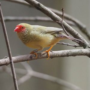 Star finch (Bathilda ruficauda), 2023-07-02