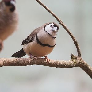 Double-barred finch (Stizoptera bichenovii), 2023-07-02