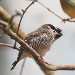 Plum-headed finch (Aidemosyne modesta), 2023-07-02