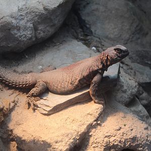 Geyr’s Spiny-Tailed Lizard (Uromastyx geyri)