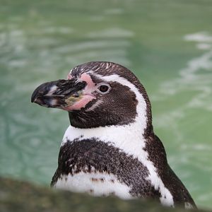 Humboldt Penguin (Spheniscus humboldti)