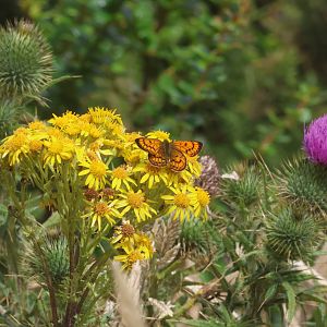 Coastal Copper (Lycaena salustius), Skyline Walkway (Wellington City)