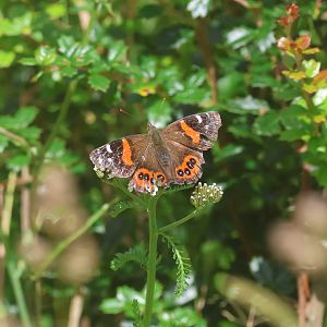 New Zealand Red Admiral (Vanessa gonerilla gonerilla), Skyline Walkway (Wellington City)