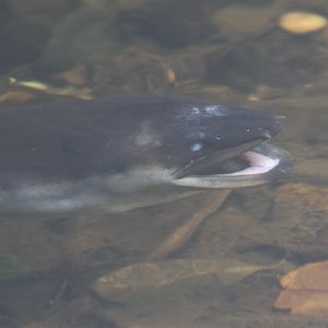 New Zealand Long-finned Eel (Anguilla dieffenbachii), Ōtari-Wilton's Bush