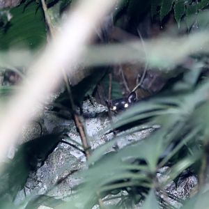 Dark Four-eyed Opossum (Philander melanurus)