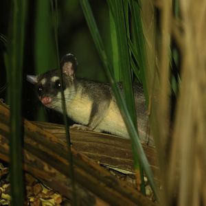 Common Four-eyed Opossum (Philander canus)