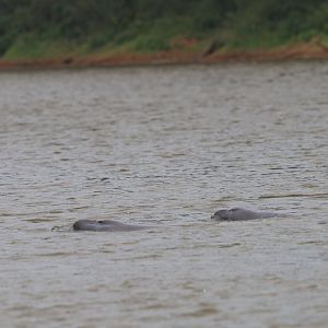 Bolivian river dolphins (Inia boliviensis)