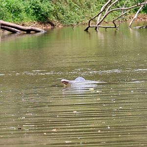 Bolivian river dolphin (Inia boliviensis)