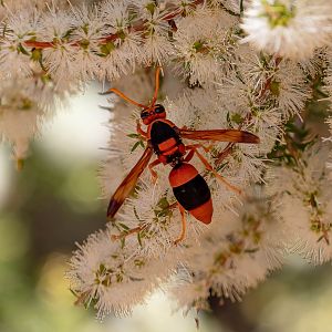 Australian Hornet