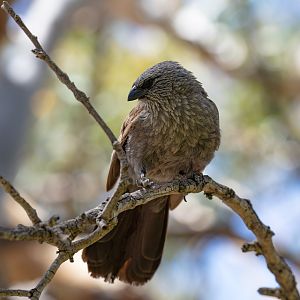 Apostlebird