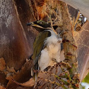 Immature Blue-faced Honeyeater