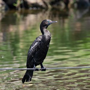 Little Black Cormorant