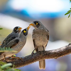 Noisy Miner family