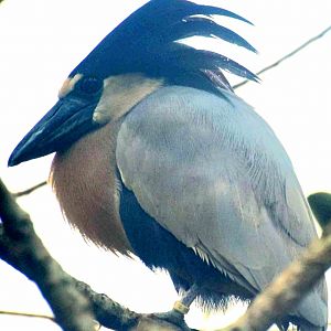 Boat-billed Heron (Cochlearius cochlearius)