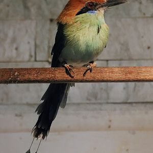 Russet-crowned motmot (Momotus mexicanus)