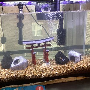 Aquarium Tank