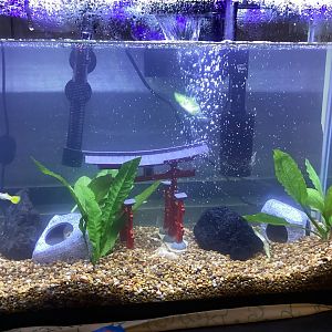 Cleaned Aquarium with Guppies and Dwarf Frogs