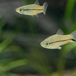 Fish ID - Mořský svět (Sea world) Praha