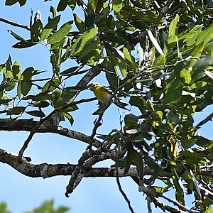 Bird ID, Wild in Mexico
