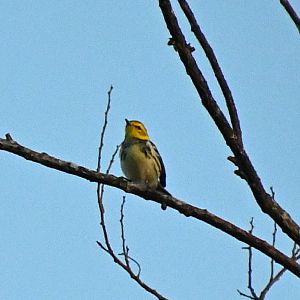 Bird ID, Wild in Mexico