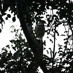 Collared forest falcon (Micrastur semitorquatus)