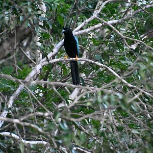 Yucatan jay (Cyanocorax yucatanicus)
