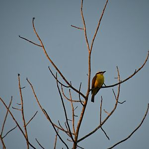 Boat-billed flycatcher (Megarynchus pitangua)