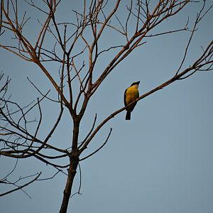 Boat-billed flycatcher (Megarynchus pitangua)