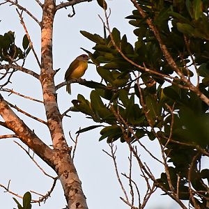 Rufous-browed peppershrike (Cyclarhis gujanensis)