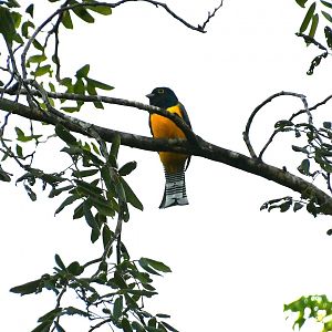 Gartered trogon (Trogon caligatus)
