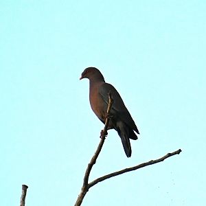 Red-billed pigeon (Patagioenas flavirostris)