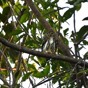 Ferruginous pygmy owl (Glaucidium brasilianum)