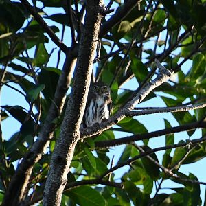 Ferruginous pygmy owl (Glaucidium brasilianum)