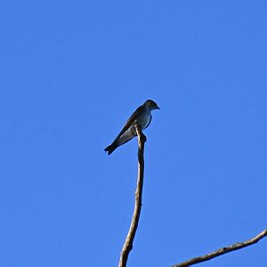 Ridgway's rough-winged swallow (Stelgidopteryx serripennis ridgwayi)