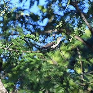 Wedge-tailed sabrewing (Pampa pampa)