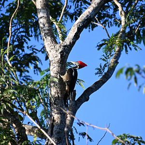 Lineated woodpecker (Dryocopus lineatus)