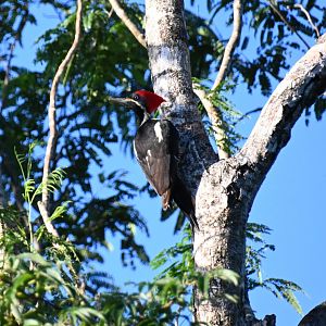 Lineated woodpecker (Dryocopus lineatus)
