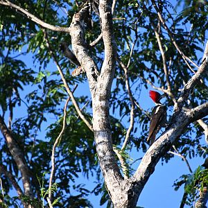 Lineated woodpecker (Dryocopus lineatus)