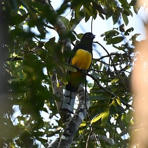 Black-headed trogon (Trogon melanocephalus)