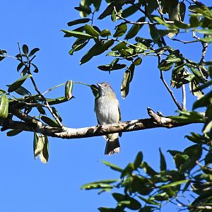Bright-rumped attila  (Attila spadiceus)