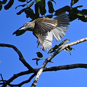 Bright-rumped attila  (Attila spadiceus)