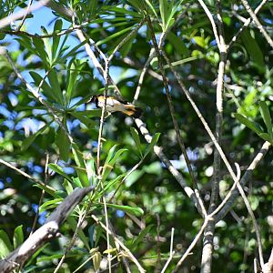 American redstart (Setophaga ruticilla)