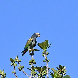 white-crowned parrot (Pionus senilis)